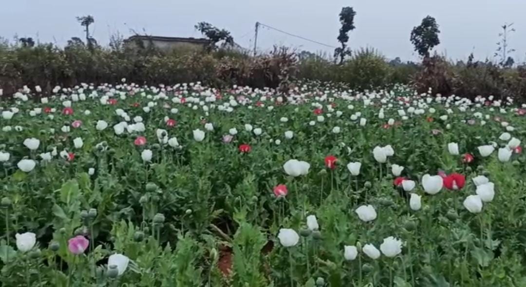 opium crop planted