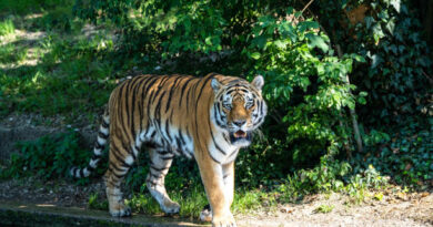 Palamu Tiger Reserve News