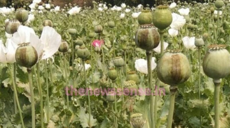Latehar Poppy Cultivation News
